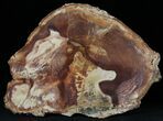 Petrified Wood Slab - Sweethome, Oregon #25895-2